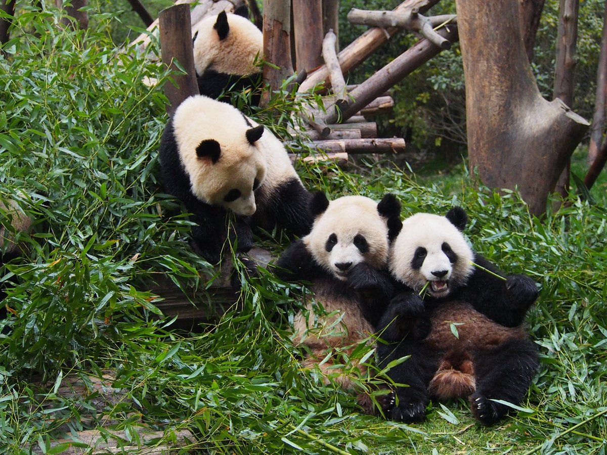 熊貓繁育研究基地