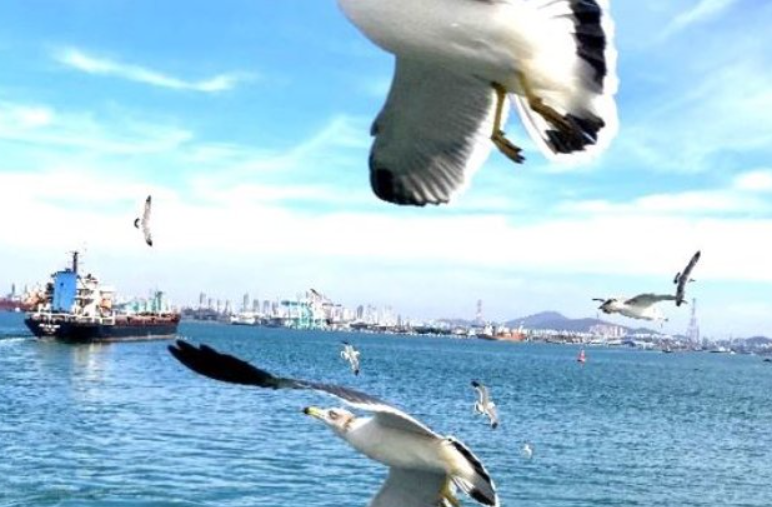 永宗島海鷗船