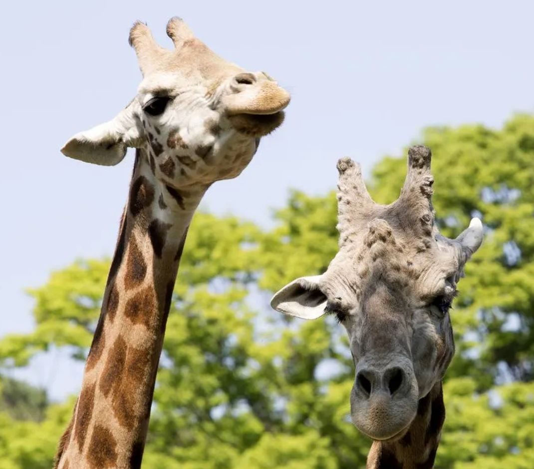 首爾動物園