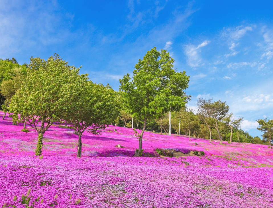 瀧上公園芝櫻