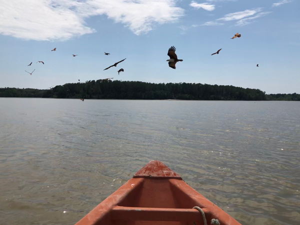 十八丁河口老鷹餵食秀、魚排河魚養殖場
